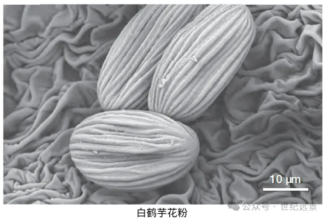 扫描电镜租赁费用 扫描电镜租赁费用