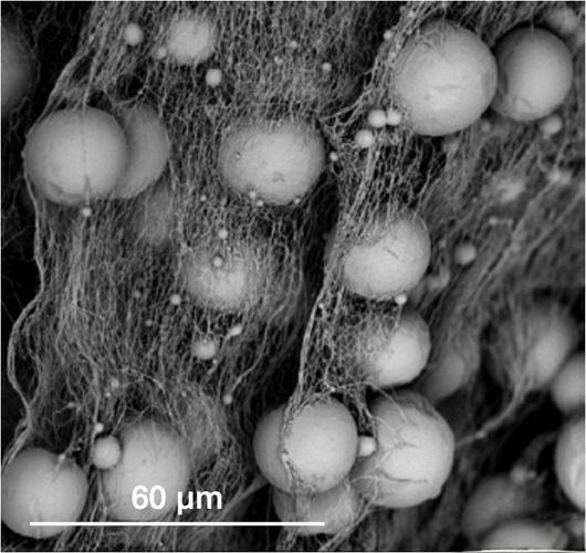 飞纳台式扫描电镜租赁服务 飞纳台式扫描电镜租赁服务