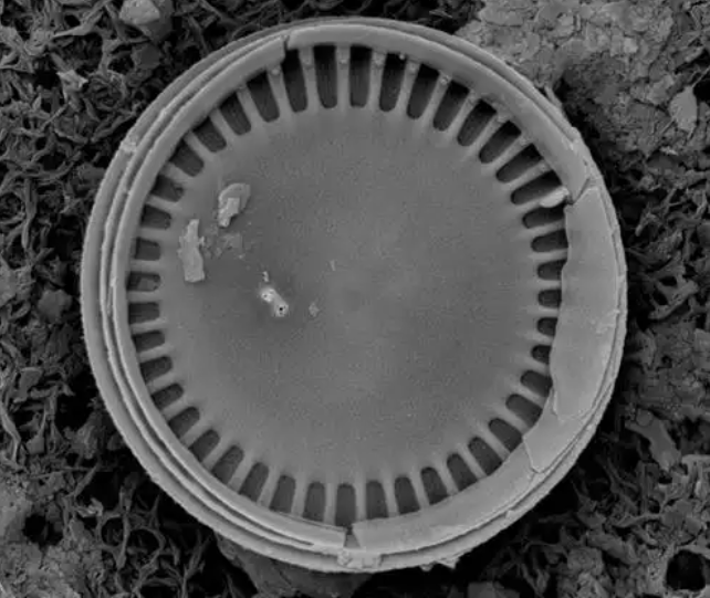 Phenom飞纳Pro X电镜租售 Phenom飞纳Pro X电镜租售