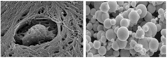 日立 S-3400N 型扫描电子显微镜租售服务 日立 S-3400N 型扫描电子显微镜租售服务