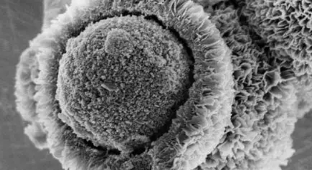 日立扫描电镜 8220 租赁服务 日立扫描电镜 8220 租赁服务