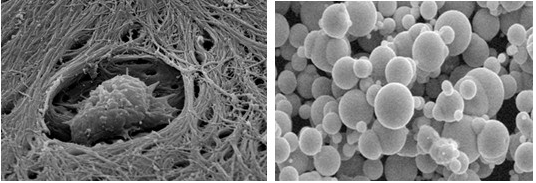 扫描电镜样品图片1